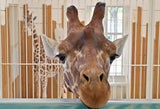 Giraffe Obi