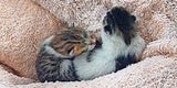 Katzenbabys erfroren Tulln