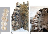 homo luzonensis
