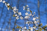 Diese Arbeiten im Garten sollten Sie jetzt unbedingt erledigen