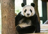 Panda-Männchen Yuan Yuan entspannt in Schönbrunn angekommen