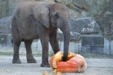 Kürbis-Festmahl für die Elefanten in Schönbrunn
