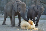 Kürbis-Festmahl für die Elefanten in Schönbrunn