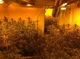 Hanfplantage mit 624 Pflanzen sichergestellt