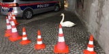 Polizei liefert sich 'Verfolgungsjagd' mit Schwan