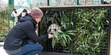 Panda-Zwillinge sicher in China gelandet
