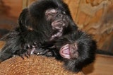 Tierbabys im Wiener Haus des Meeres