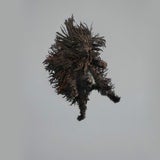 Fotografin lässt die Hunde fliegen