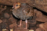 Tierbabys im Wiener Haus des Meeres