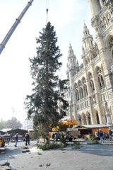 So karg ist Wiens Christbaum