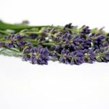 lavendel_scx