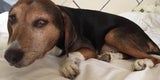 Hund "Bubi" tot: Das sagt die Besitzerin