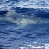 Haifisch Mallorca