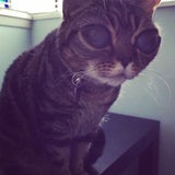So süß ist "Alien-Katze" Matilda