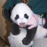 Panda Baby beim Wiegen