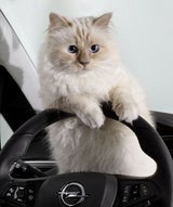 Choupette Lagerfeld im Opel Corsa Fotokalender 2015
