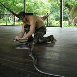 Anaconda