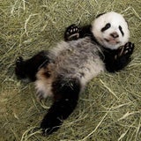 Pandababy Fu Hu
