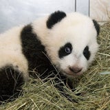Pandababy Fu Hu