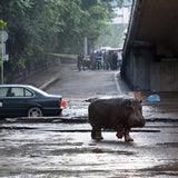 Unwetter: Raubtiere aus Zoo geflohen
