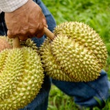 Durian: Das vielleicht stinkigste Obst der Welt