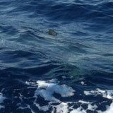 Haifisch Mallorca