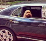 Rich Dogs of Instagram