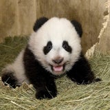 Pandababy Fu Hu