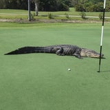Hier läuft Alligator über Golfplatz