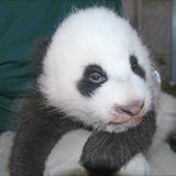Panda Baby beim Wiegen