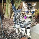 So süß ist "Alien-Katze" Matilda