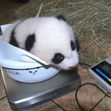 Panda Baby beim Wiegen