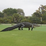Hier läuft Alligator über Golfplatz