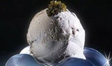 Kaviar-Eis