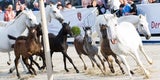 Große Lipizzaner-Gala am Heldenplatz