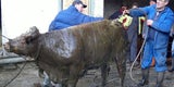 800-Kilo-Kuh stürzt in Jauchegrube