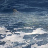 Haifisch Mallorca
