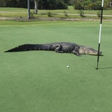 Hier läuft Alligator über Golfplatz