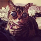 So süß ist "Alien-Katze" Matilda