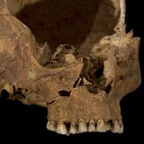 Archäologen entdecken Skelett von König Richard III.