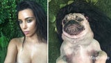 Doug the Pug posiert als Kim Kardashian