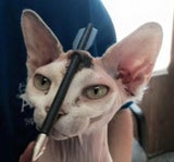Katze Kopfschus