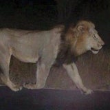 Unwetter: Raubtiere aus Zoo geflohen