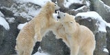 Schnee legt das Land lahm