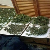Cannabis "erschnüffelt"