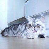 Scaredy Cat