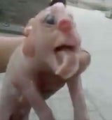 Bizarres Mutanten-Schwein wächst Penis aus Kopf