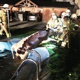 Kühe im Swimmingpool