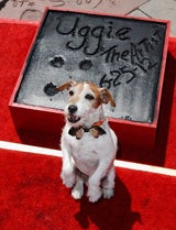 Uggie verewigt am "Walk of Fame"