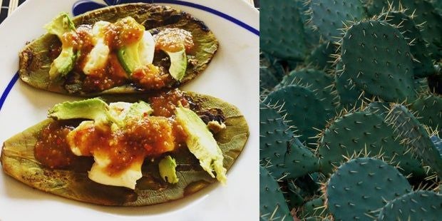 Darum essen wir jetzt Kaktus - oe24.at